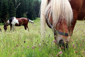 cavalli, criniera, erba, prato, fiori, animali, muso, cavallo, verde, alberi