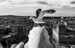 gabbiano, panorama, bianconero, ali, uccello, città