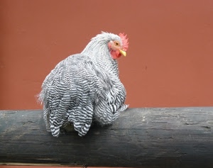 gallina, becco, cresta, piume, animale, tronco, legno, occhio, bianco, appollaiata, pollo, nero, righe, rosso