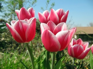 tulipani, petali, fiori, foglie, verde, rosa, rosso, primavera, tetto, gambo, cielo, piante