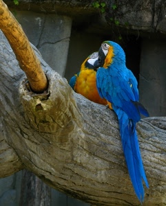 pappagalli, uccelli, coda, tronco, blu, due, giallo, piume, azzurro, ramo, becco, volatili, ali, rami, animali, nero, albero, bianco, becchi, arancio