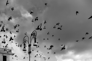 lampione, uccelli, bianconero, cielo, nuvole, piccioni, colombi, volatili, ali, volo