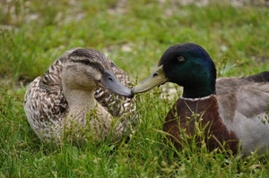 anatre, prato, becco, erba, verde, uccelli, becchi, animali, germani, coppia, natura, due