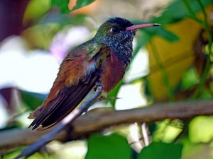 becco, uccello, piume, ramo, verde, natura, ali, colori