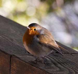 uccello, legno, piume, becco, pettirosso, passero, occhio, volatile, ali, zampe