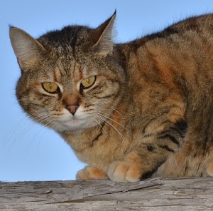 gatto, orecchie, occhi, micio, zampe, animale, pelo, vibrisse, baffi, felino, legno, tigrato, muso, giallo, gialli, naso