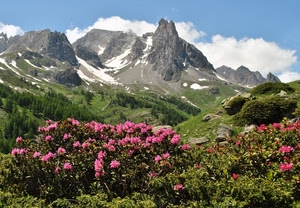 fiori, nuvole, montagna, neve, montagne, verde, cielo, rosa, alberi, vette, erba, piante, prati, rocce, cima, rododendro, rododendri