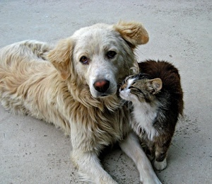 cane, gatto, pelo, animali, occhi, orecchie, zampe, bianco, due, muso, amicizia, sdraiato, nero, gattino, mammiferi, felino, tenerezza, naso