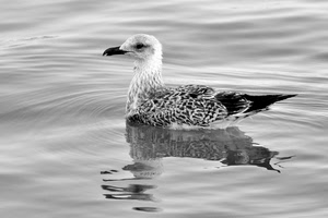 acqua, piume, becco, riflesso, bianconero, uccello, gabbiano, volatile, anatra, animale, nero, coda, collo, occhio, riflessi, bianco