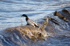 acqua, volatile, onda, becco, anatra, uccello, animale, rocce, roccia, cascata, mare, piume