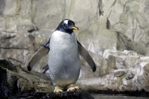 pinguino, bianco, uccello, ali, nero, becco, rocce, zampe, roccia, zoo, animale