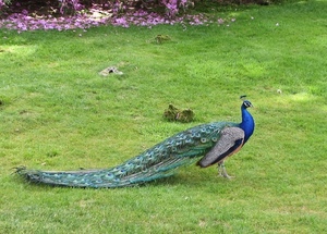 pavone, coda, prato, verde, blu, piume, penne, fiori