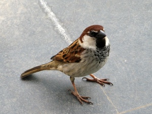 zampe, becco, passero, uccello, piume, coda, ali, passerotto