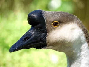 becco, nero, occhio, uccello, oca, protuberanza, cignoide, testa, bianco