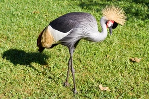 uccello, cresta, piume, zampe, prato, erba, gru, animale, ombra, becco