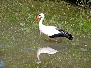 riflesso, becco, acqua, uccello, bianco, verde, piume, nero, cicogna, animale, stagno, airone, arancione, piante