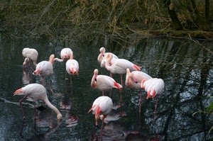 fenicotteri, rosa, acqua, uccelli, riflessi, stagno, zampe, lago