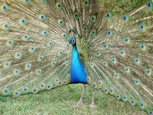 pavone, ruota, uccello, blu, piume, animale, coda, occhi, azzurro