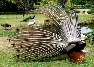 pavone, ruota, pavoni, piume, prato, coda, parco, erba, uccello, verde, penne, giardino, animali