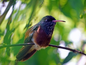 becco, uccello, ramo, verde, piume, occhio, foglie, coda