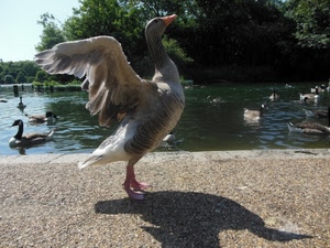 ali, ombra, lago, anatra, acqua, uccello, uccelli, becco, oca