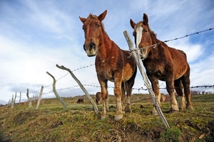 cavalli, recinto, filo, erba, due, spinato, prato, animali, pascolo, pali