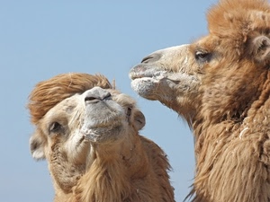 cammelli, due, occhi, muso, lana, animali, musi, pelo, naso, cammello, cielo, dromedari