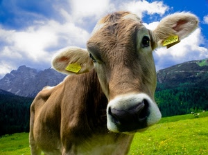 mucca, montagne, muso, animale, montagna, orecchie, prato, cielo, nuvole, bovino, occhi