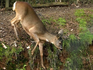 animale, cervo, erba, zampe, marrone, tronco, cerbiatto, bosco, terreno, orecchie
