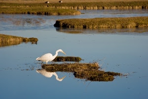 acqua, uccello, riflesso, bianco, becco, airone, erba, azzurro, animale, mare, laguna, piume, terra, riflessi