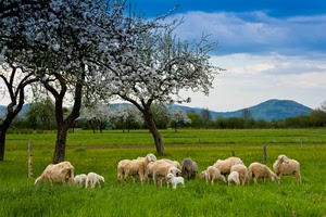alberi, pecore, prato, cielo, erba, nuvole, verde, pascolo, gregge, montagne, fiori, bianco, azzurro, colline, primavera, animali, colli, campi, campagna