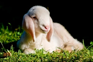 erba, agnello, orecchie, bianco, animale, pecora, verde, muso, prato, pelo, ovino, occhi