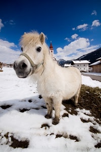 neve, bianco, pony, cavallo, campanile, muso, inverno, casa, nuvole