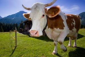 mucca, corna, verde, prato, montagna, orecchie, muso, erba, pezzata, occhi