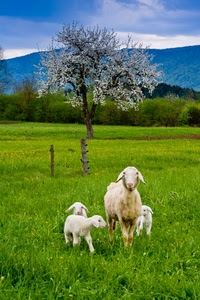 verde, erba, agnelli, pecora, prato, albero, nuvole, cielo, animali, fiori, ovini, pecore, montagna, montagne, alberi, primavera, bianco, agnellini