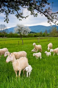 pecore, alberi, verde, erba, prato, ovini, fiori, primavera, montagne, rami, agnelli, colline, campagna, cielo, montagna, gregge, bianco, ramo, agnellini, animali