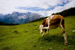 mucca, montagna, prato, nuvole, verde, montagne, pascolo, zampa, erba, animali