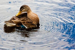 acqua, becco, anatra, piume, penne, cerchi, animale, giallo, occhio, onde, marrone, germano, ali, azzurro, riflessi, lago, uccello