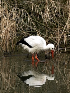 riflesso, acqua, uccello, becco, cicogna, bianco, piume