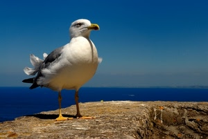 mare, gabbiano, uccello, becco, piume, zampe, azzurro, cielo, muro, animale