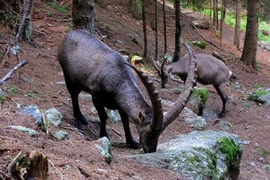 corna, alberi, animali, stambecchi, bosco, stambecco, pelo, verde, roccia, due