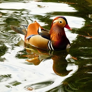 acqua, becco, colori, piume, anatra, riflesso, occhio, uccello, riflessi, arancione, animale, papera, uccelli, rosso