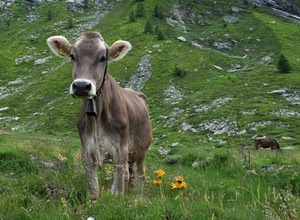 mucca, fiori, prato, verde, montagna, erba, pascolo, mucche, campanaccio, vitello, animale