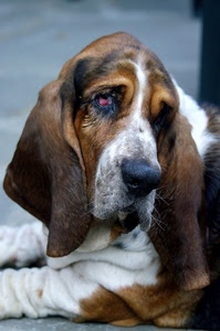 cane, orecchie, occhi, muso, naso, animale, marrone, bianco, rosso, bicolore, zampe, pelo, triste, animali