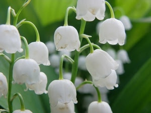 verde, bianco, fiori, mughetti, mughetto, bianchi, steli, fiore, natura