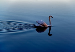 cigno, acqua, riflesso, azzurro, scia, onde, collo, uccello, lago, blu, animali, bianco