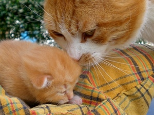 gatti, animali, cucciolo, coperta, baffi, occhi, mamma, pelo, micio, giallo, rosso, gatto, gattino, orecchie, mici, due, amore