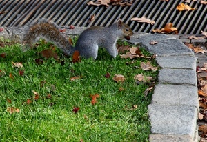 scoiattolo, erba, foglie, coda, animali, verde, natura, grigio, animale