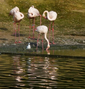 fenicotteri, zampe, acqua, uccelli, rosa, becchi, riflesso, colli, gabbiano, bianco, quattro, riflessi, animali