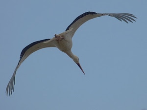 ali, uccello, cielo, cicogna, volo, becco, piume, bianca, azzurro